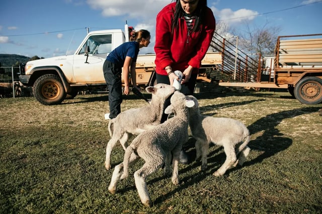 Volunteers bottle-feeding lambs on a farm