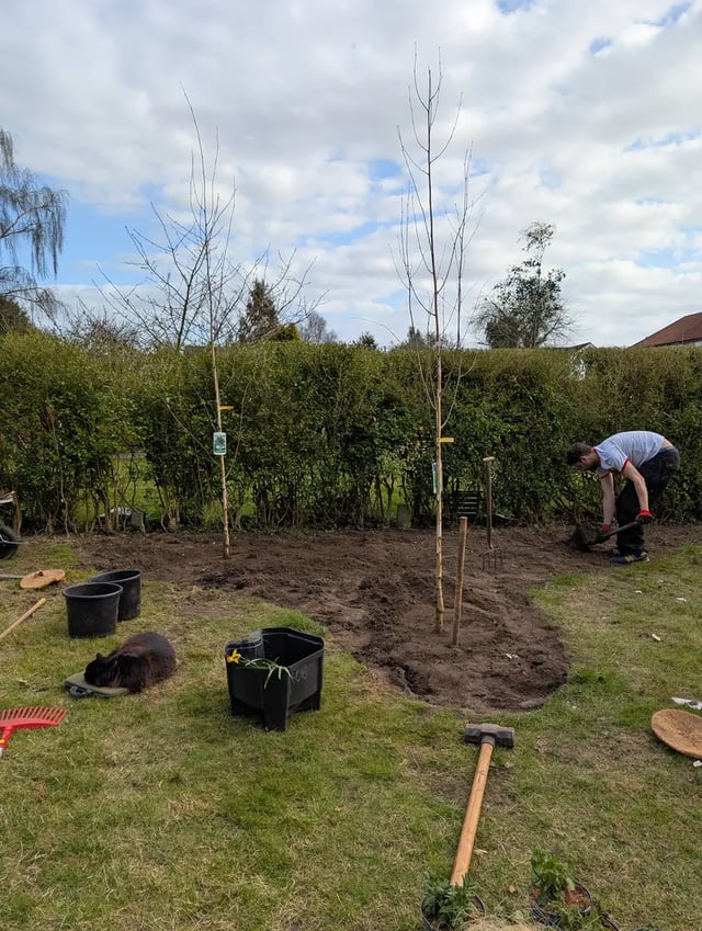 Volunteer planting trees in a garden